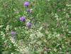 ladoga_3
