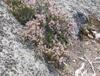 ladoga_5