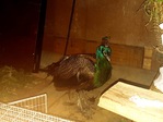 IMG-20190731-WA0001