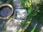 Караси 73 штуки, другой ракурс.