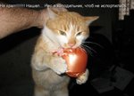 не крал