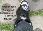 мыш
