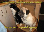 кот и собака