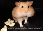 хомяк