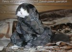 кот-золушка