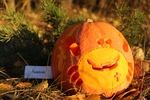 Тыква конкурс Hallo Ween