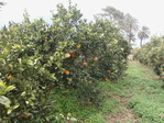 apelsin1