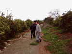 apelsin4