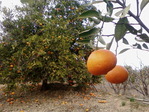 mandarin1