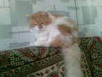 Шо нада? Шплю я!