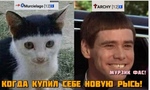 Животные