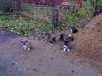 соседская шпана . . . была