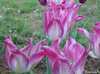 :flowers: