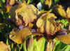 :flowers: