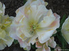 :flowers: