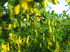 :flowers: