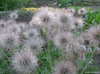 :flowers: