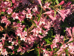 :flowers:
