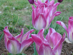 :flowers:
