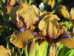 :flowers: