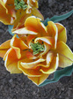:flowers: