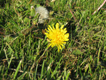 :flowers: