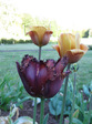:flowers: