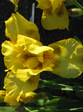 :flowers: