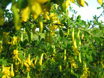 :flowers: