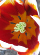 :flowers:
