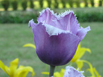 :flowers: