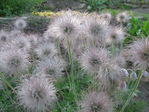 :flowers:
