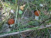 DSC03299