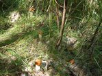 DSC03300