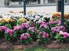 DSCF0523