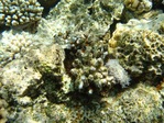 DSC03521