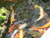 Карпы