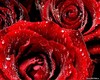 vetton_ru_174