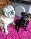 We love pugs!:))