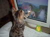 cat81