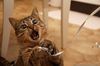 cat_10_27