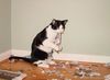 cat_9_20