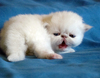 cat_37_33