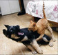 cat2