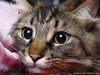 cat114