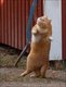 cat_40_39
