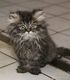 cat_48_70