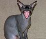 cat_11_06