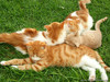 cat113