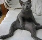 cat_6_50